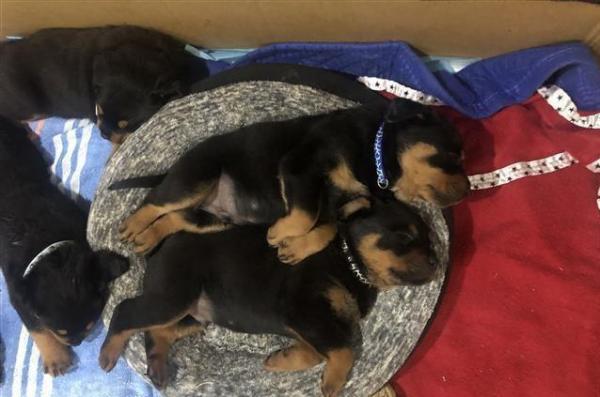 Pure breed rottweiler puppies